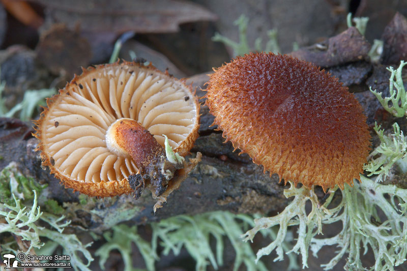 Phaeomarasmius erinaceus foto 1