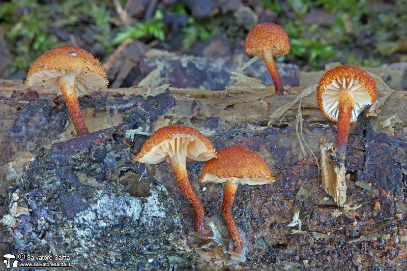 Phaeomarasmius erinaceus foto 2