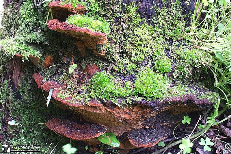 Phellinus torulosus foto 1