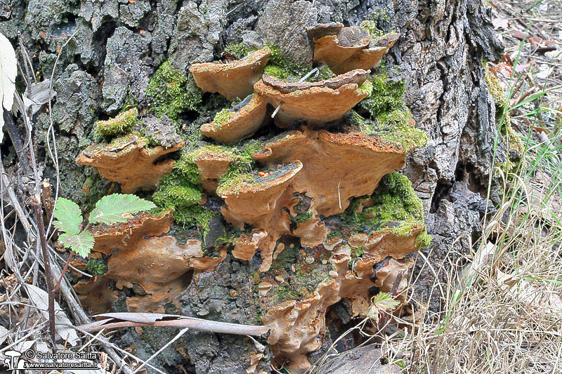 Phellinus torulosus foto 2