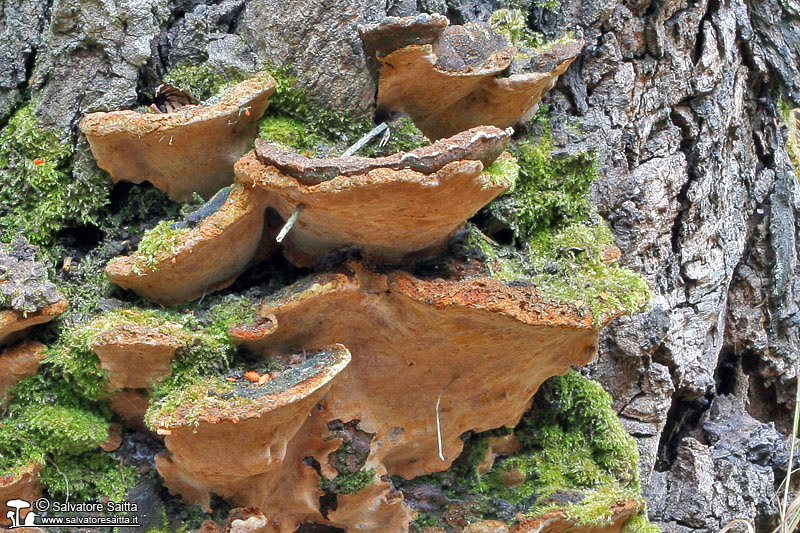 Phellinus torulosus foto 3