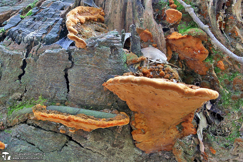 Phellinus torulosus foto 5