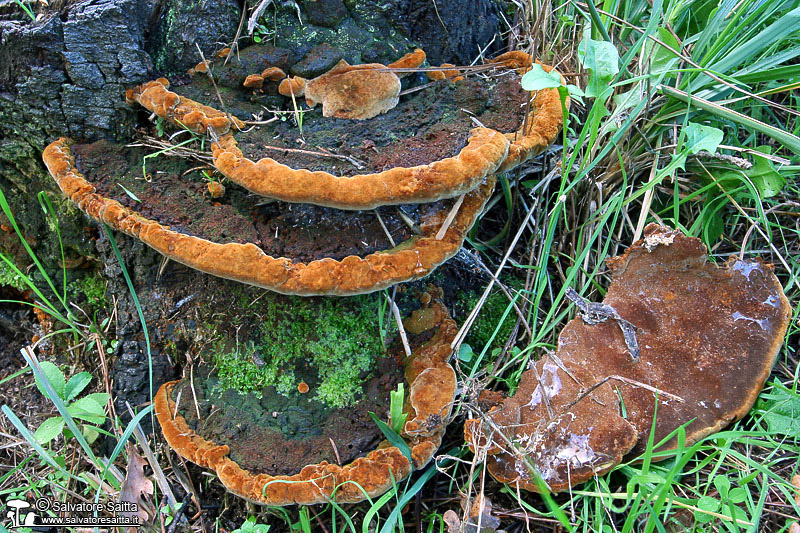 Phellinus torulosus foto 6