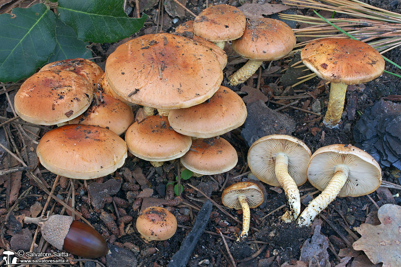 Pholiota brunnescens foto 1