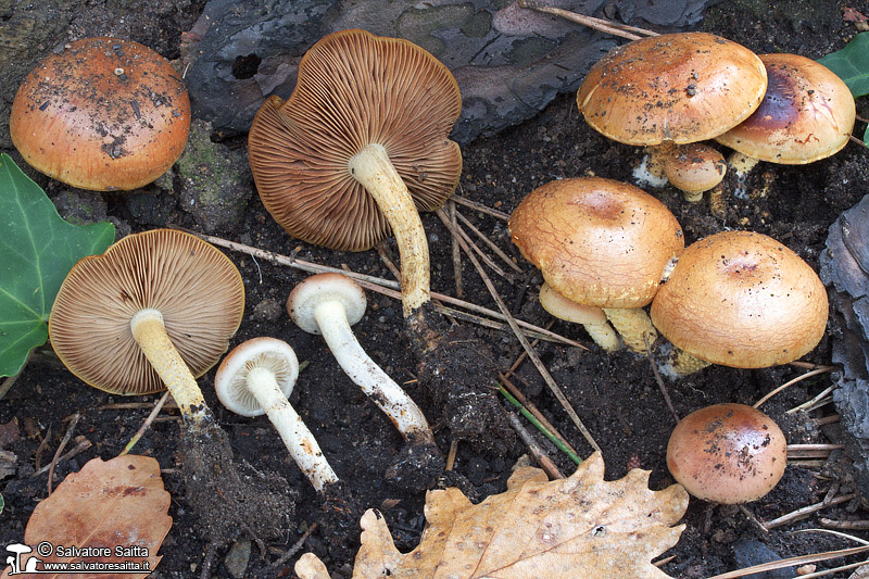 Pholiota brunnescens foto 2