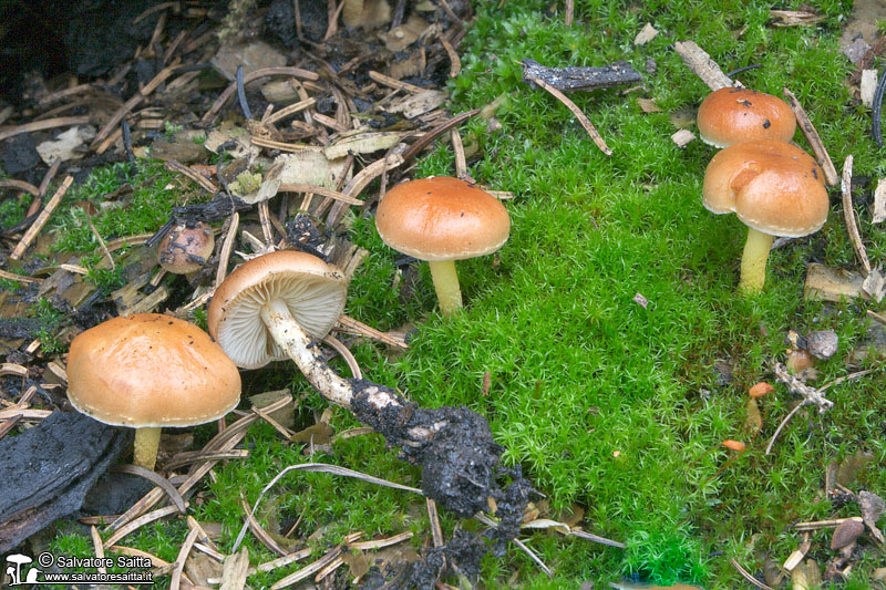 Pholiota highlandensis foto 1