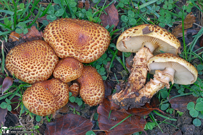 Pholiota jahnii foto 1