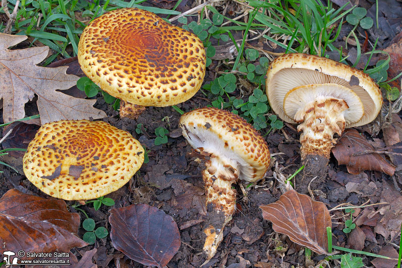 Pholiota jahnii foto 1b