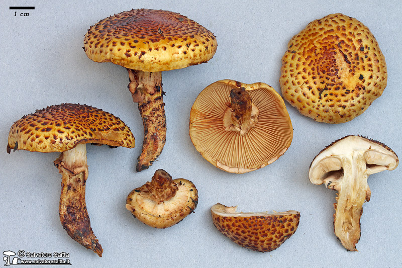 Pholiota jahnii foto in studio