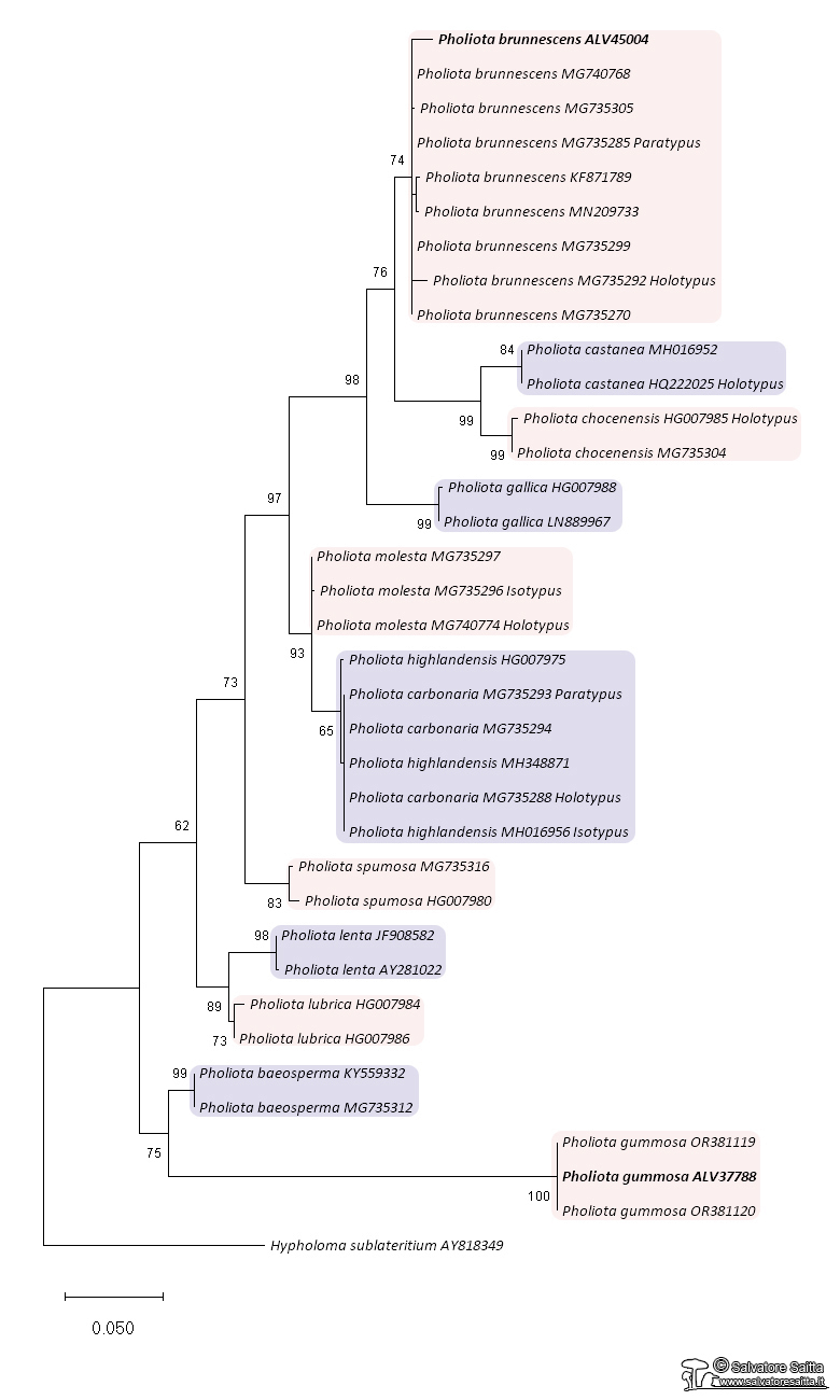 Pholiota albero filogenetico foto 1