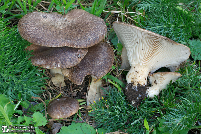 Pleurotus eryngii var. thapsiae foto 1e