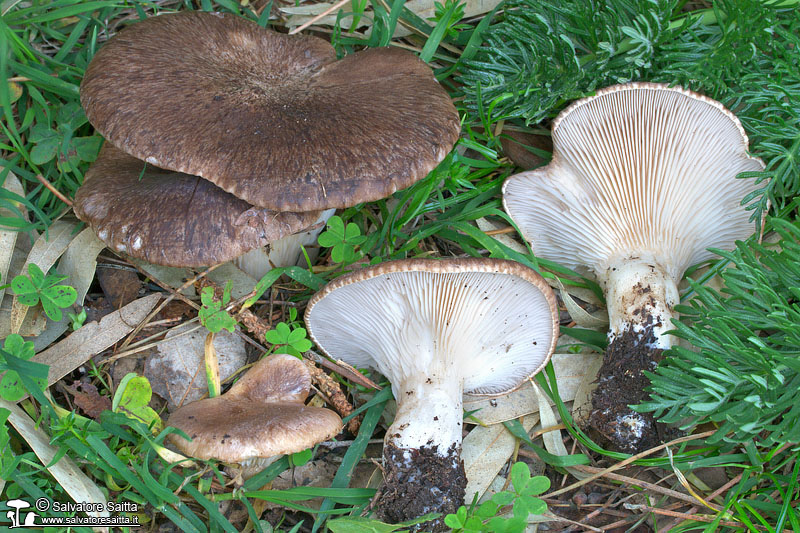 Pleurotus eryngii var. thapsiae foto 1d