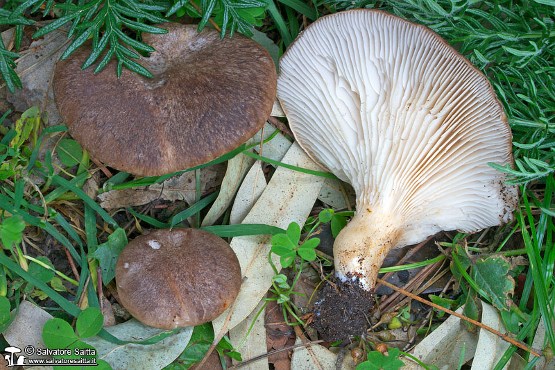 Pleurotus eryngii var. thapsiae foto 1c