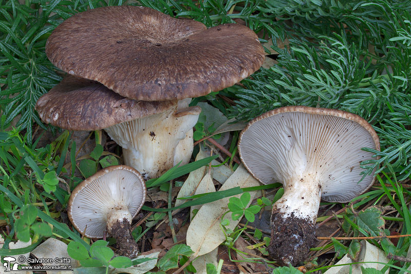 Pleurotus eryngii var. thapsiae foto 1b