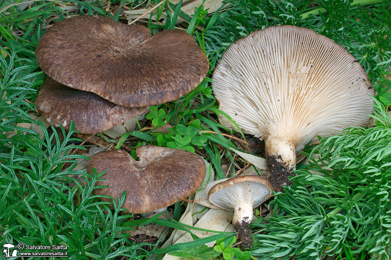 Pleurotus eryngii var. thapsiae foto 1