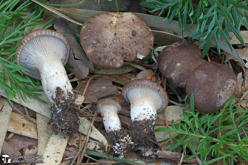 Pleurotus eryngii var. thapsiae foto 2