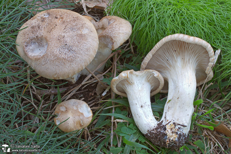 Pleurotus eryngii var. ferulae foto 3