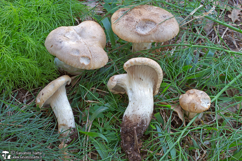 Pleurotus eryngii var. ferulae foto 3b