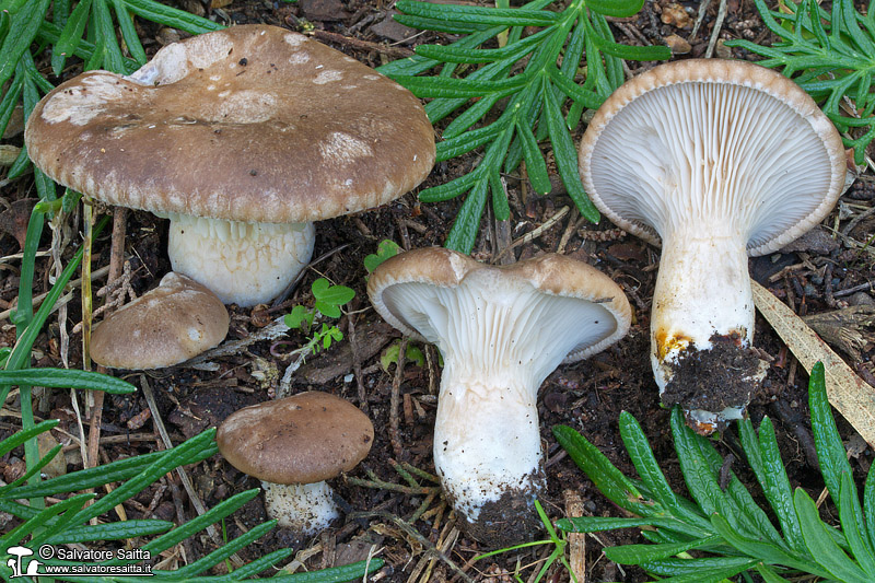 Pleurotus eryngii var. thapsiae foto 3