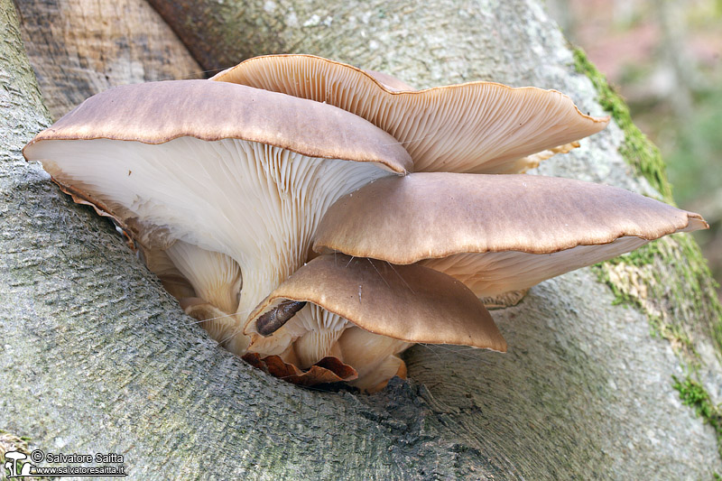 Pleurotus ostreatus foto 2