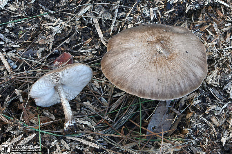 Pluteus cervinus foto 1