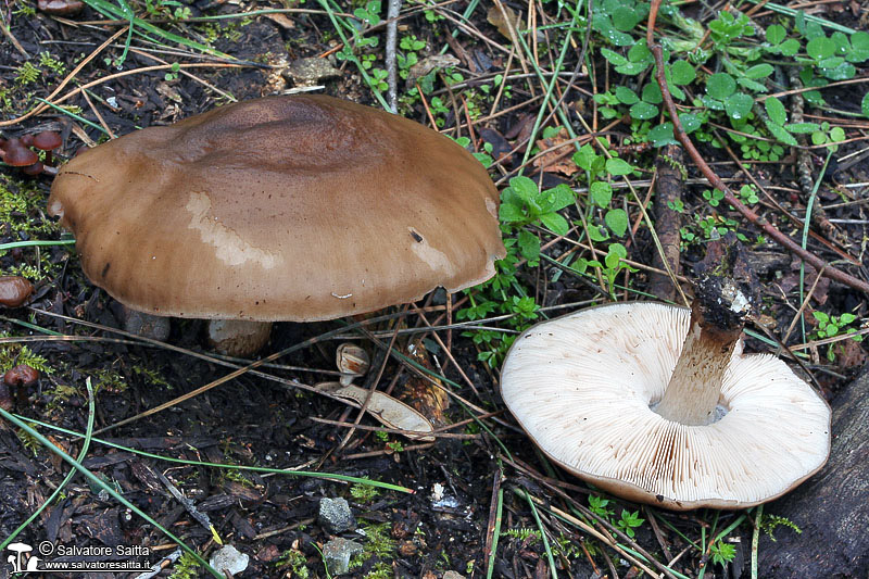 Pluteus cervinus foto 2