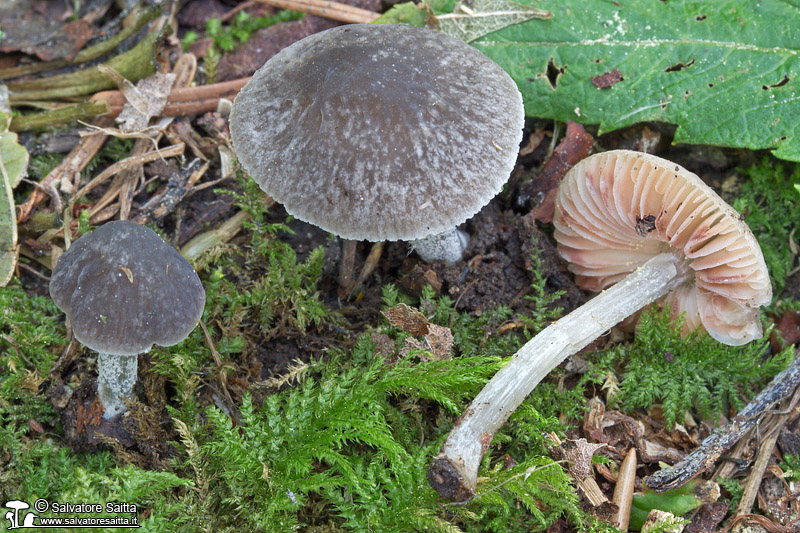 Pluteus thomsonii foto 1