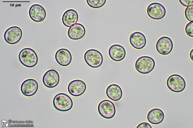 Pluteus thomsonii spore foto 1