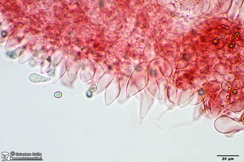 Pluteus thomsonii cheilocistidi foto 1