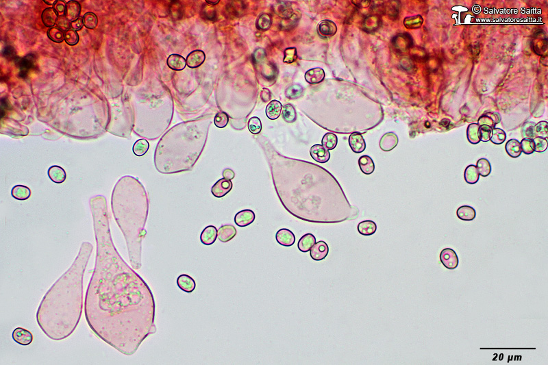 Pluteus thomsonii cheilocistidi foto 3