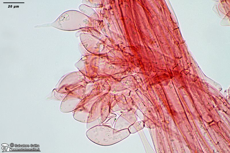 Pluteus thomsonii gambo foto 1