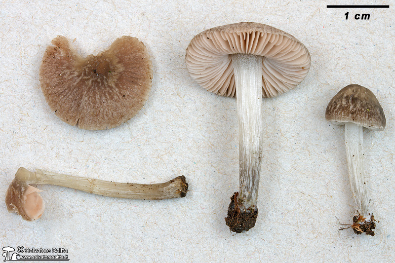 Pluteus thomsonii foto 2