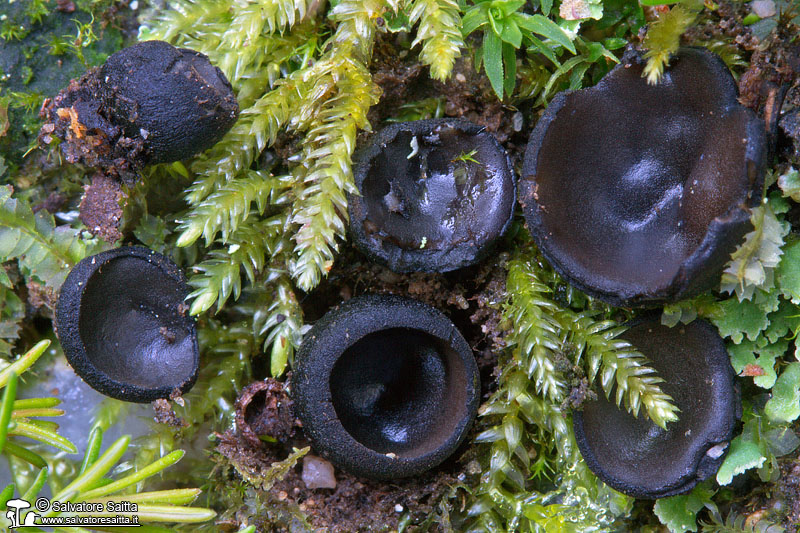 Pseudoplectania ericae foto 1