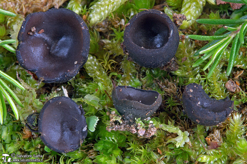 Pseudoplectania ericae foto 1b