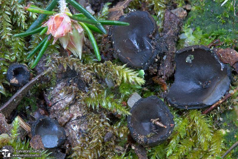 Pseudoplectania ericae foto 2