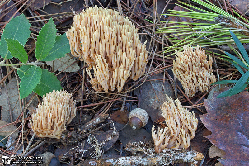 Ramaria stricta foto 1