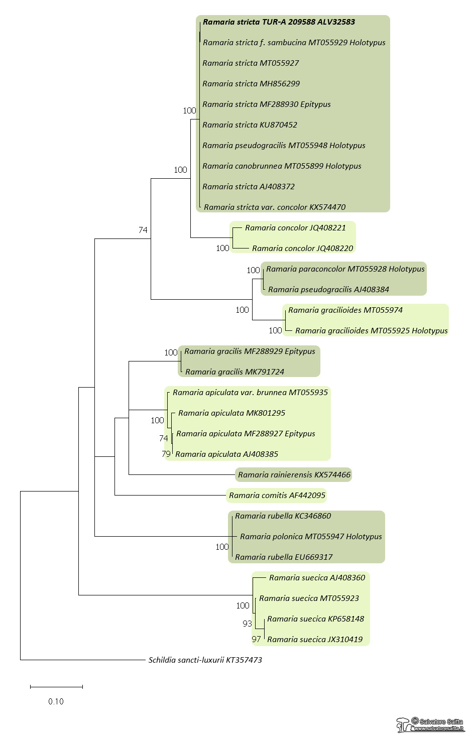 Ramaria stricta albero filogenetico foto 1