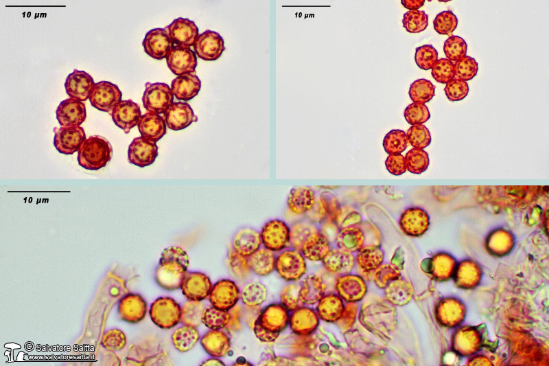 Ramariopsis gilibertoi spore foto 1