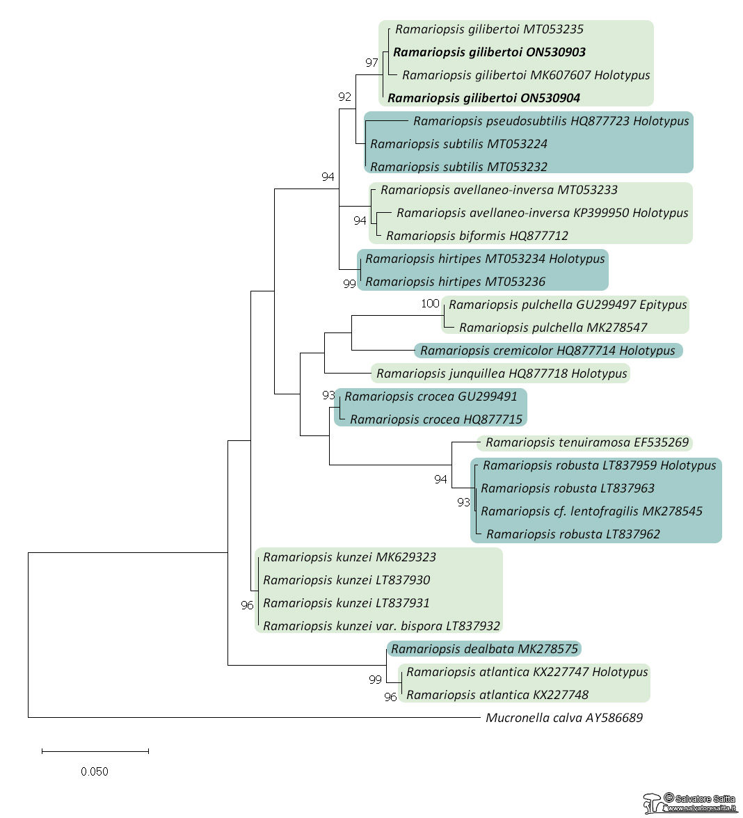 Ramariopsis genere albero filogenetico foto 1