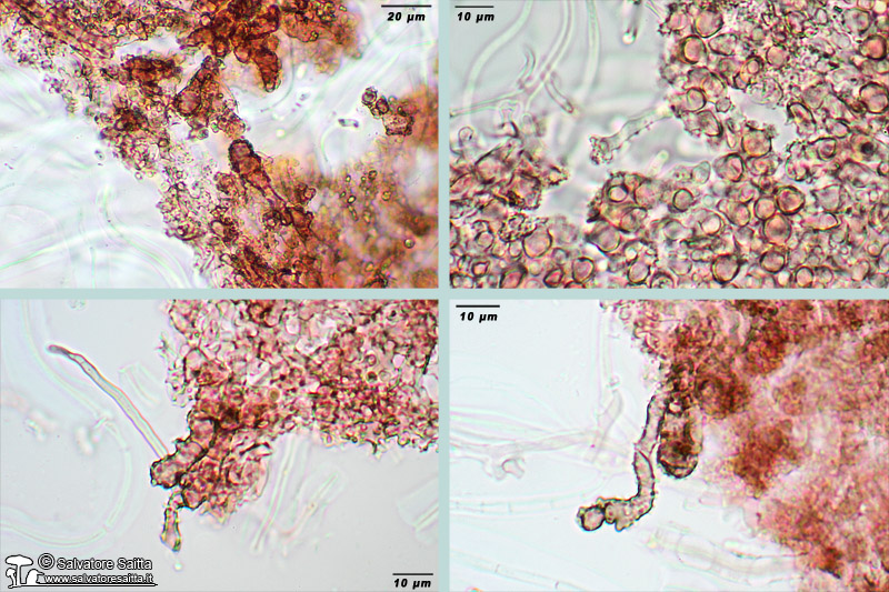 Resupinatus europaeus cuticola foto 1