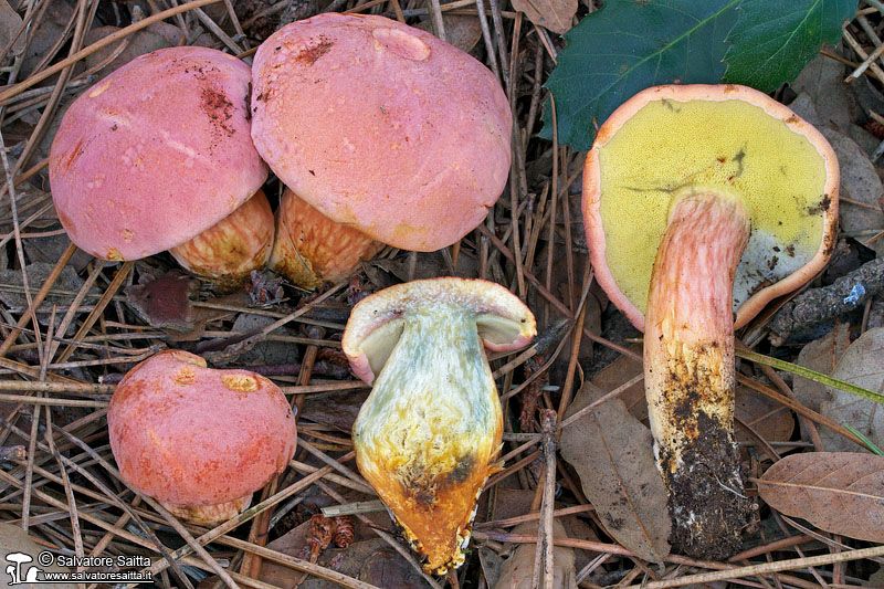 Rheubarbariboletus armeniacus foto 7