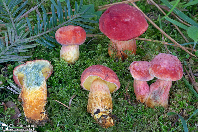 Rheubarbariboletus armeniacus foto 8