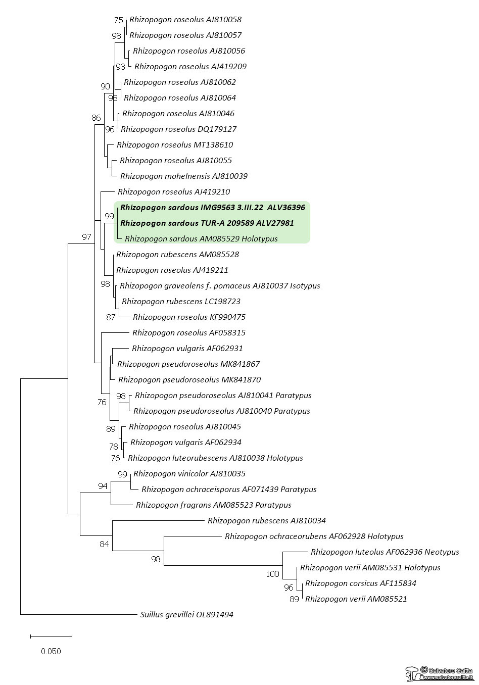 Rhizopogon albero filogenetico foto 1