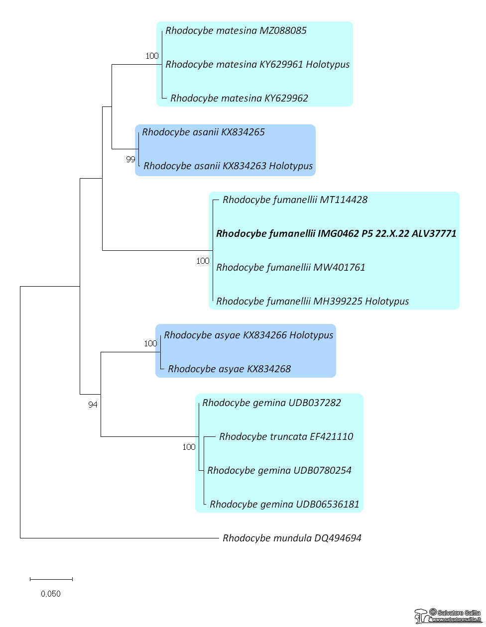 Rhodocybe fumanellii albero filogenetico foto 1