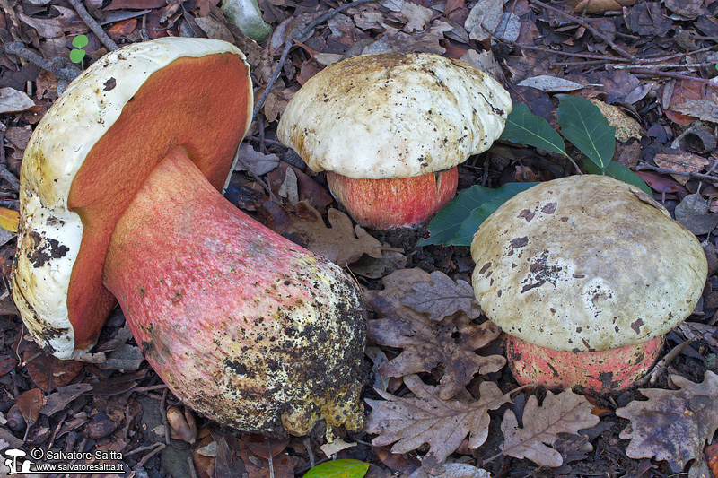 Rubroboletus satanas foto 1