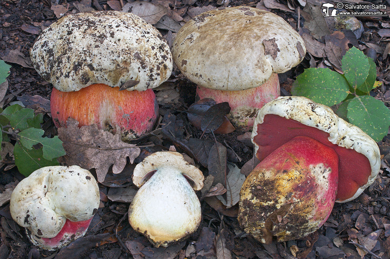 Rubroboletus satanas foto 2