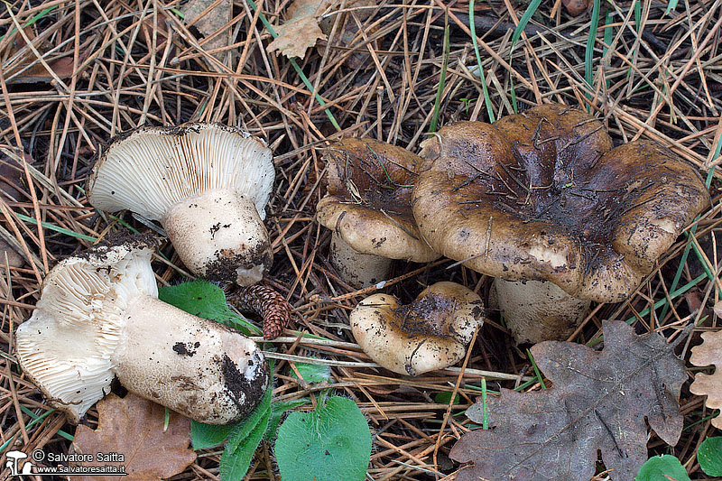 Russula acrifolia foto 1