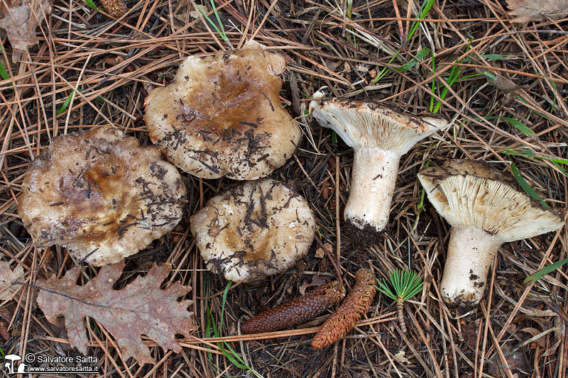 Russula acrifolia foto 2