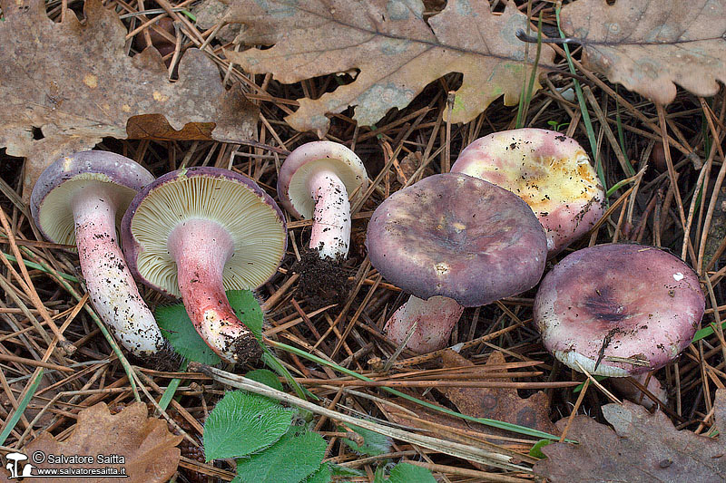 Russula amoena foto 1