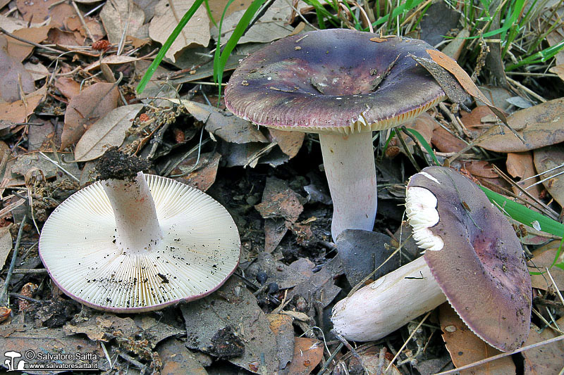 Russula amoenicolor foto 1